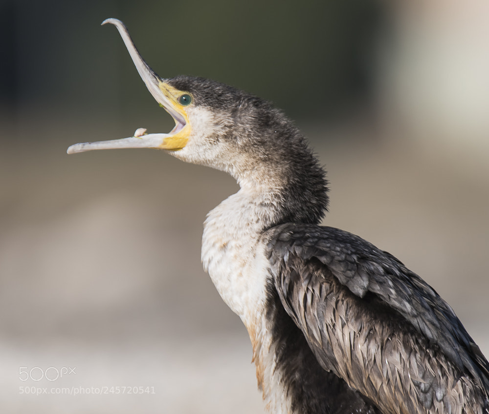 Nikon D850 sample photo. Cormorant photography
