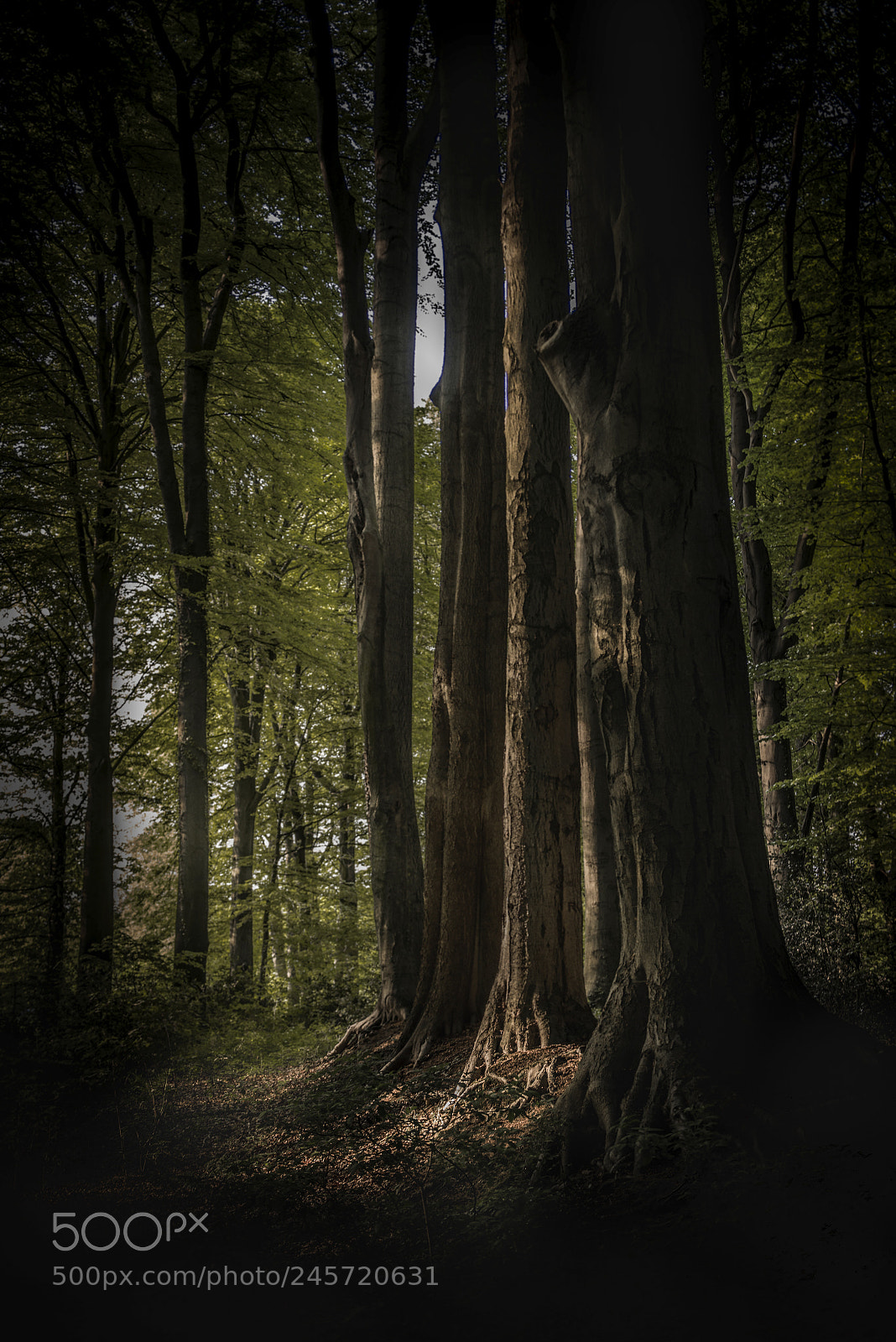 Nikon D810 sample photo. Silence photography
