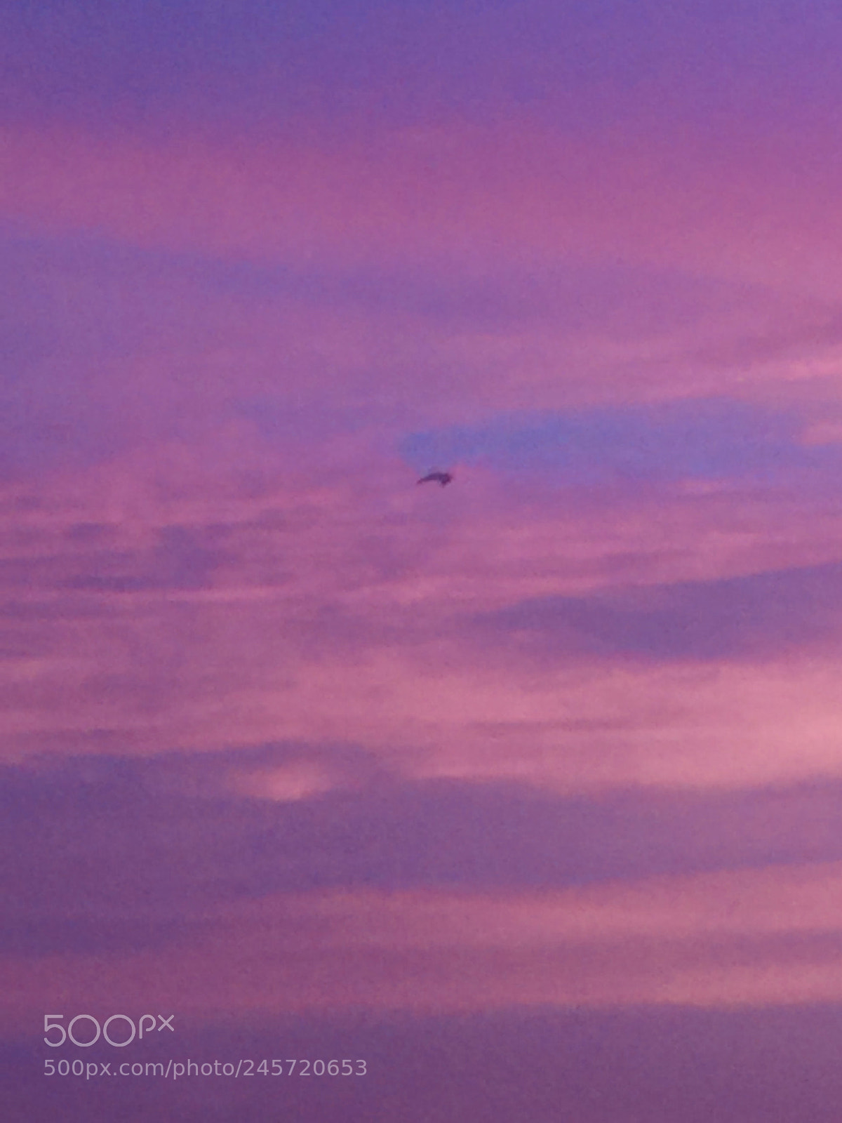 Apple iPhone 6 Plus sample photo. Fly high photography