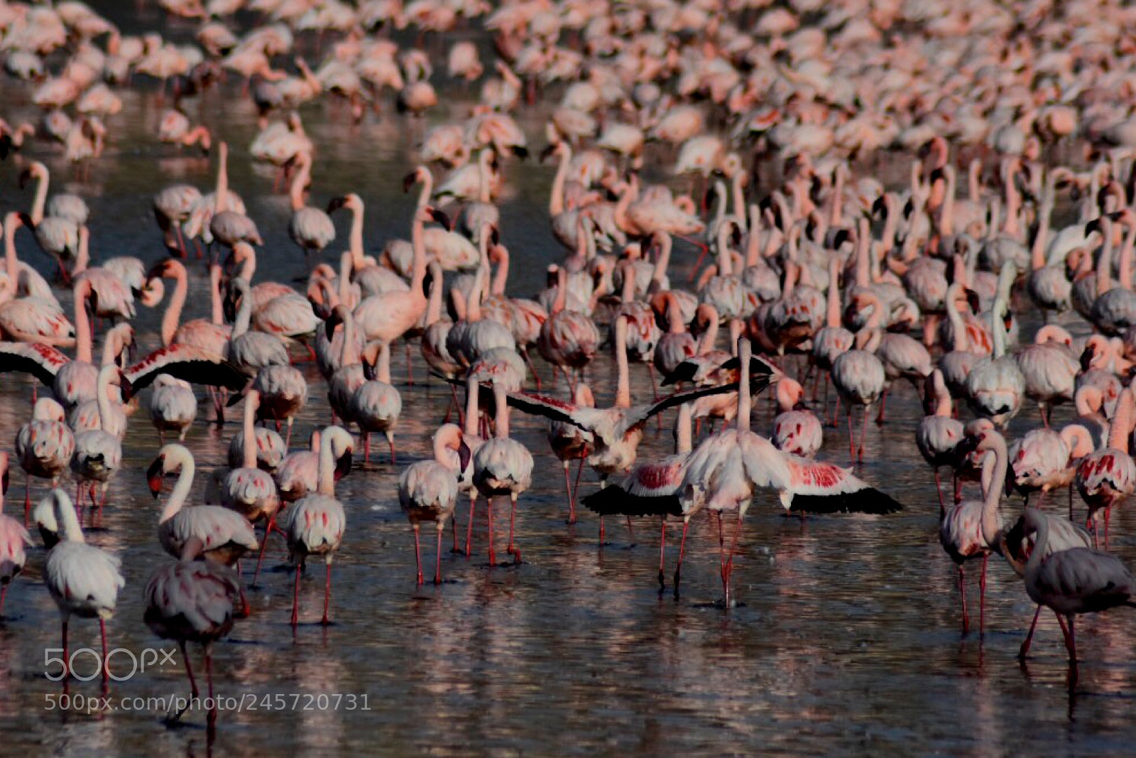 Nikon D7200 sample photo. Flamingo birds photography