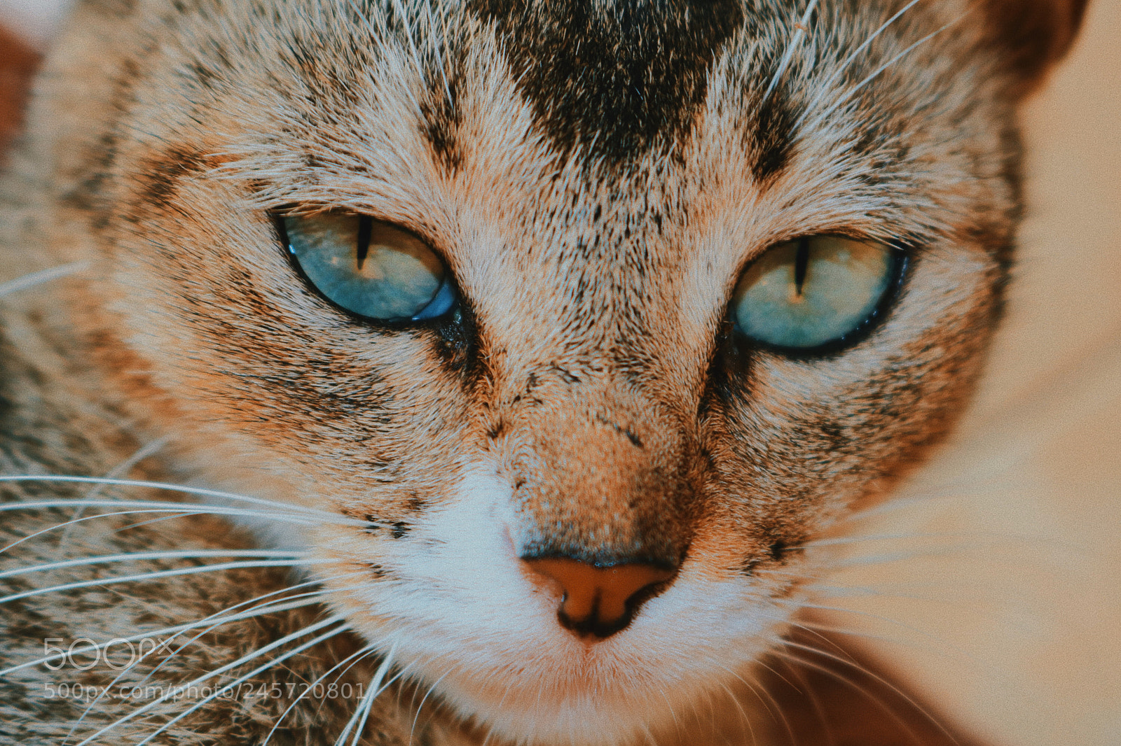 Canon EOS 750D (EOS Rebel T6i / EOS Kiss X8i) sample photo. Eyes of wild photography
