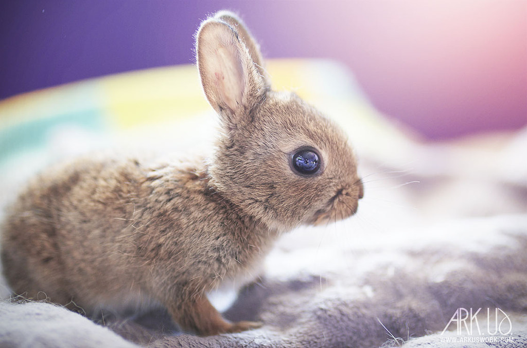 Thor by Julia Bénard on 500px.com