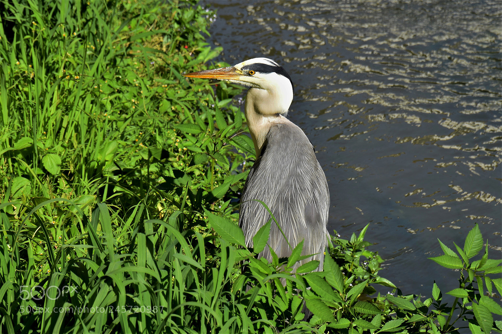 Nikon D5500 sample photo. Portrait of a grey photography