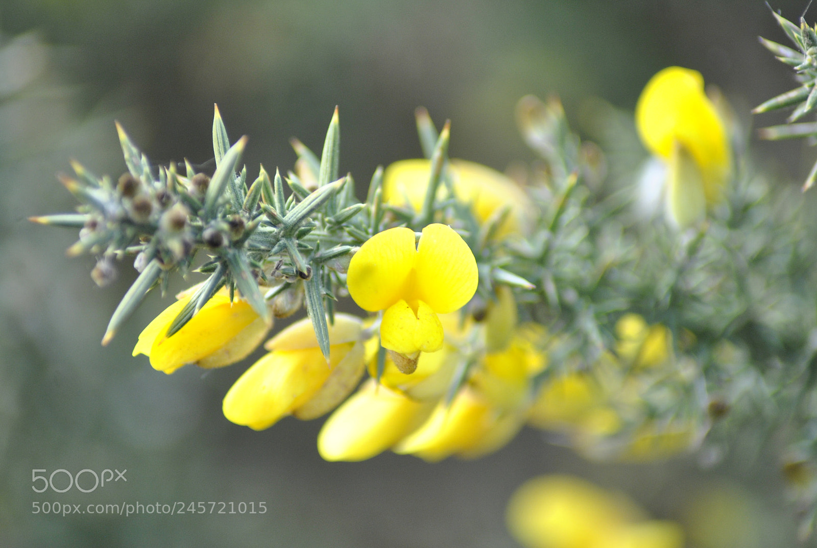 Nikon D3000 sample photo. Untitled photography