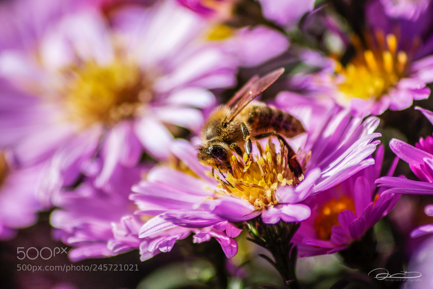 Canon EOS 650D (EOS Rebel T4i / EOS Kiss X6i) sample photo. Pollen bee photography