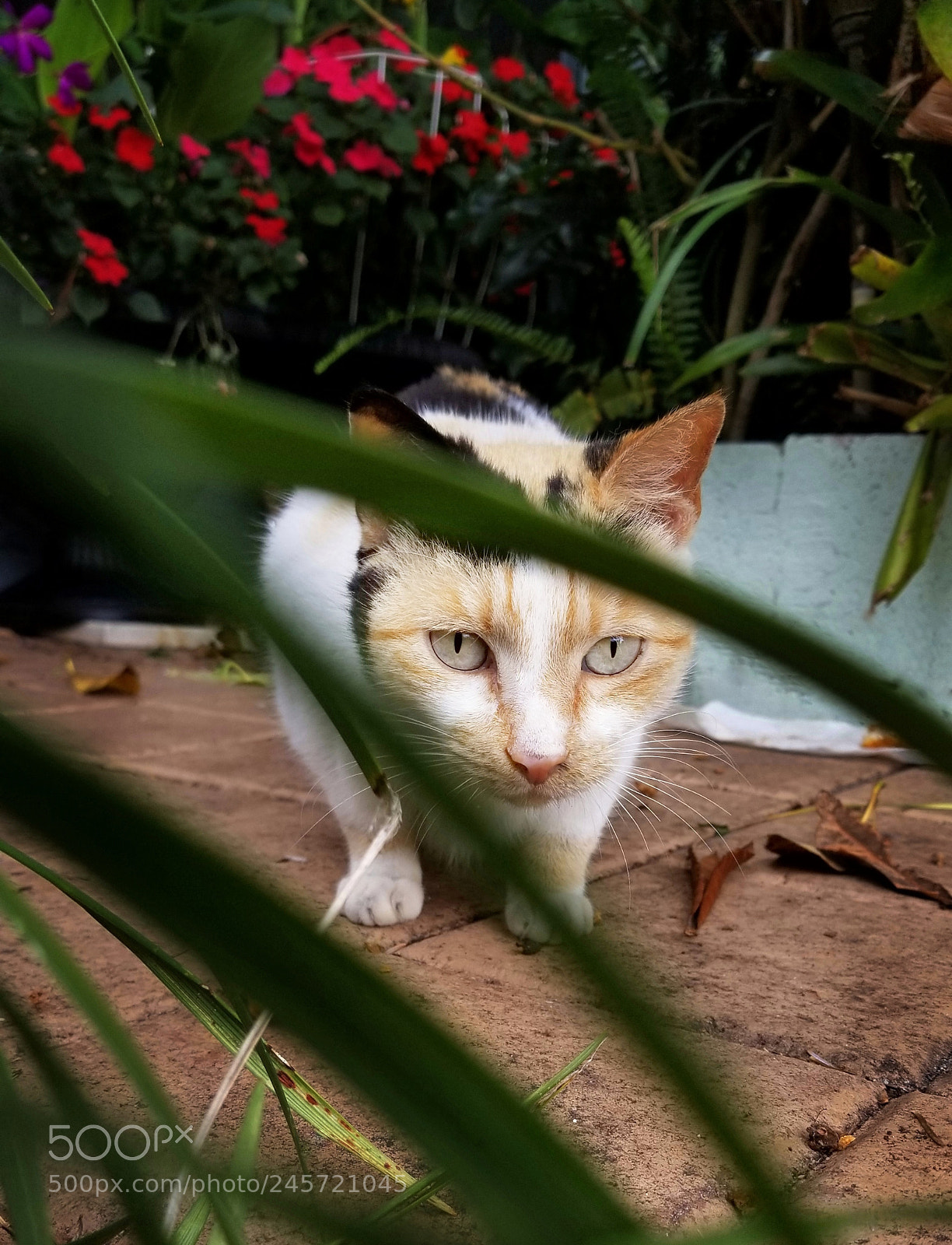 Samsung Galaxy S8 sample photo. Garden cat photography