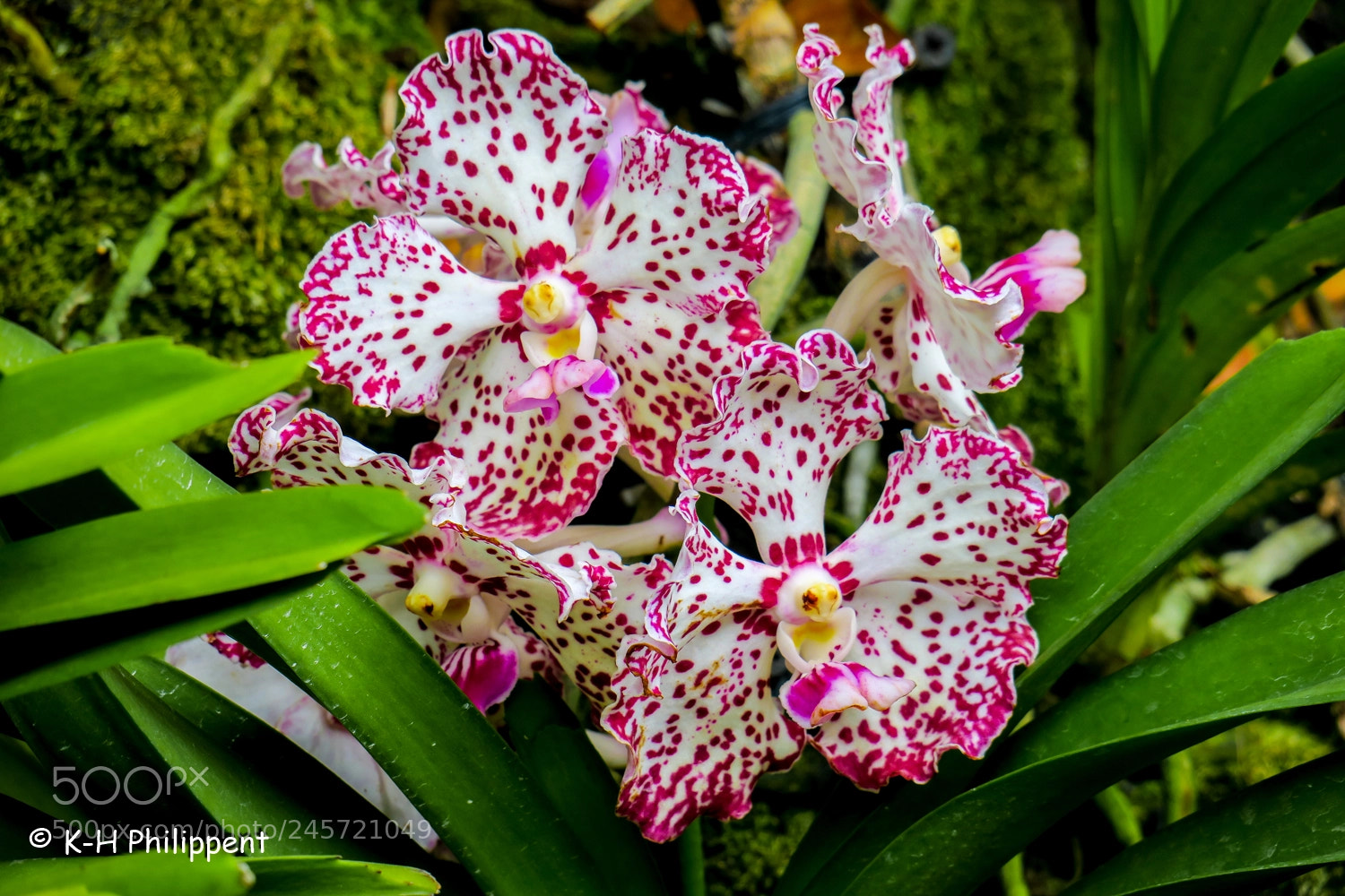 Canon PowerShot G3 X sample photo. Singapur republic of singapore photography