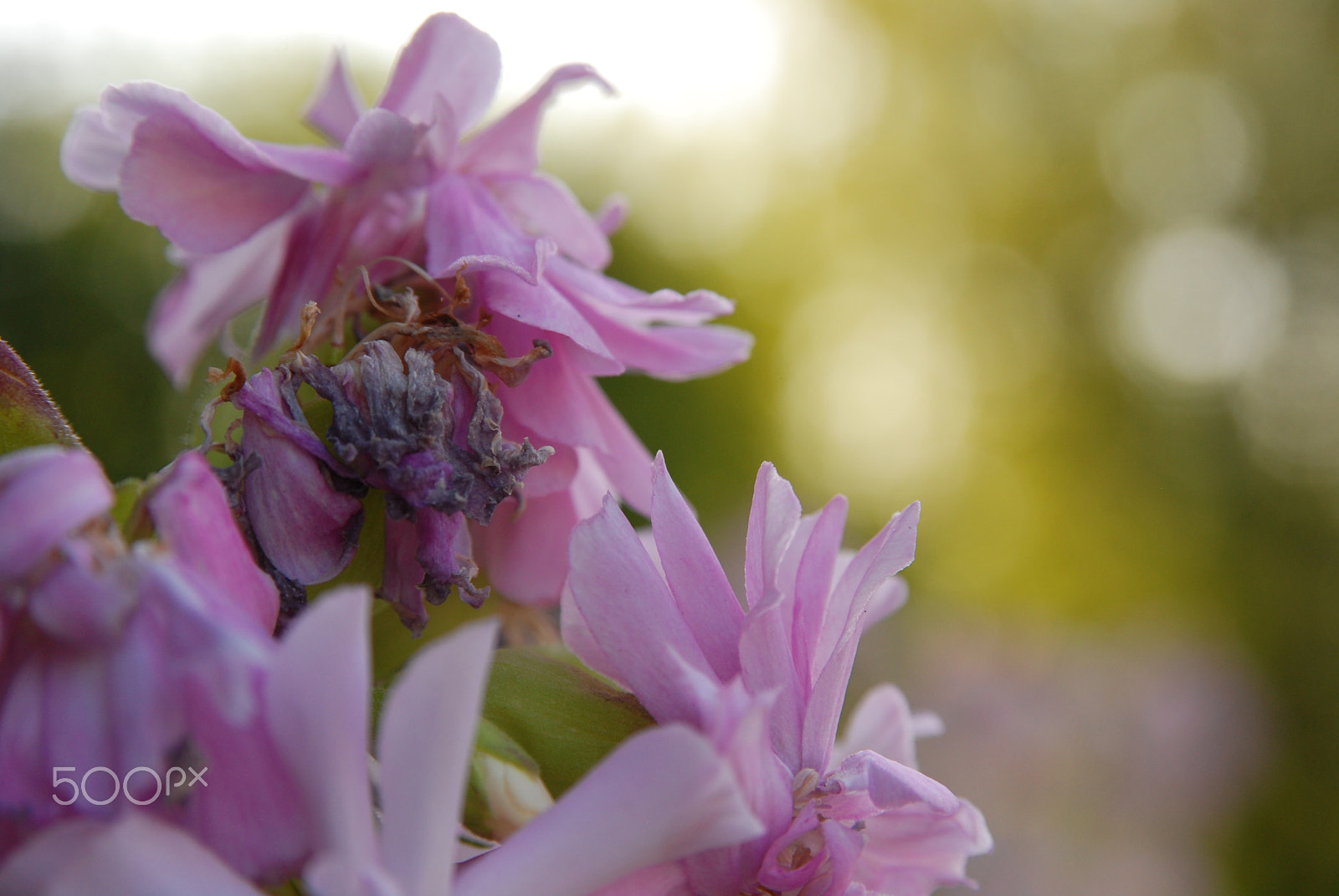 Nikon D80 sample photo. Summer morning photography