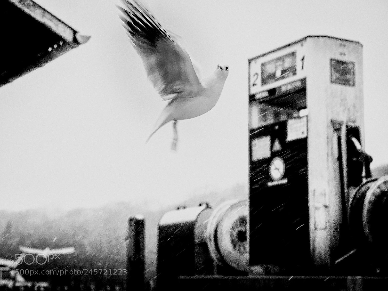 Panasonic Lumix DMC-GX8 sample photo. Free as a bird photography