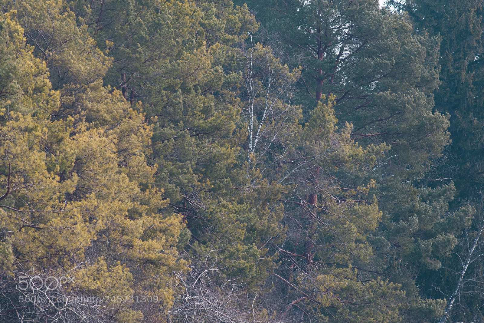 Canon EOS-1D Mark III sample photo. Colore triple photography