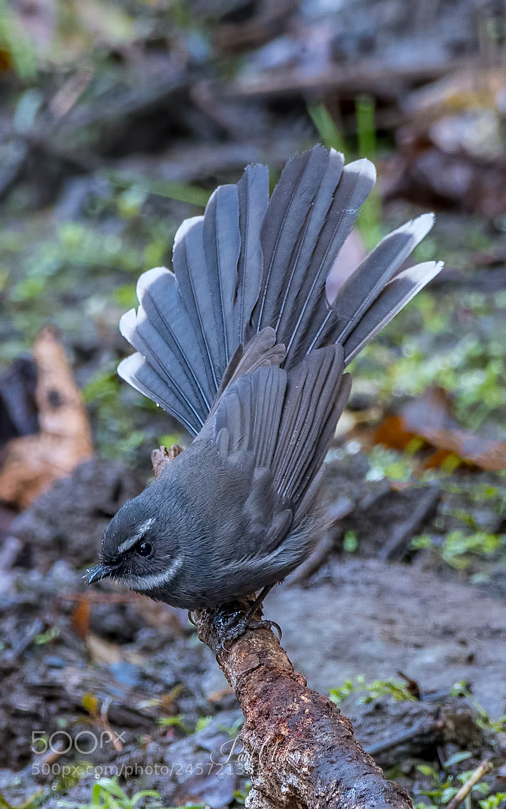 Nikon D500 sample photo. White-throated fantail photography