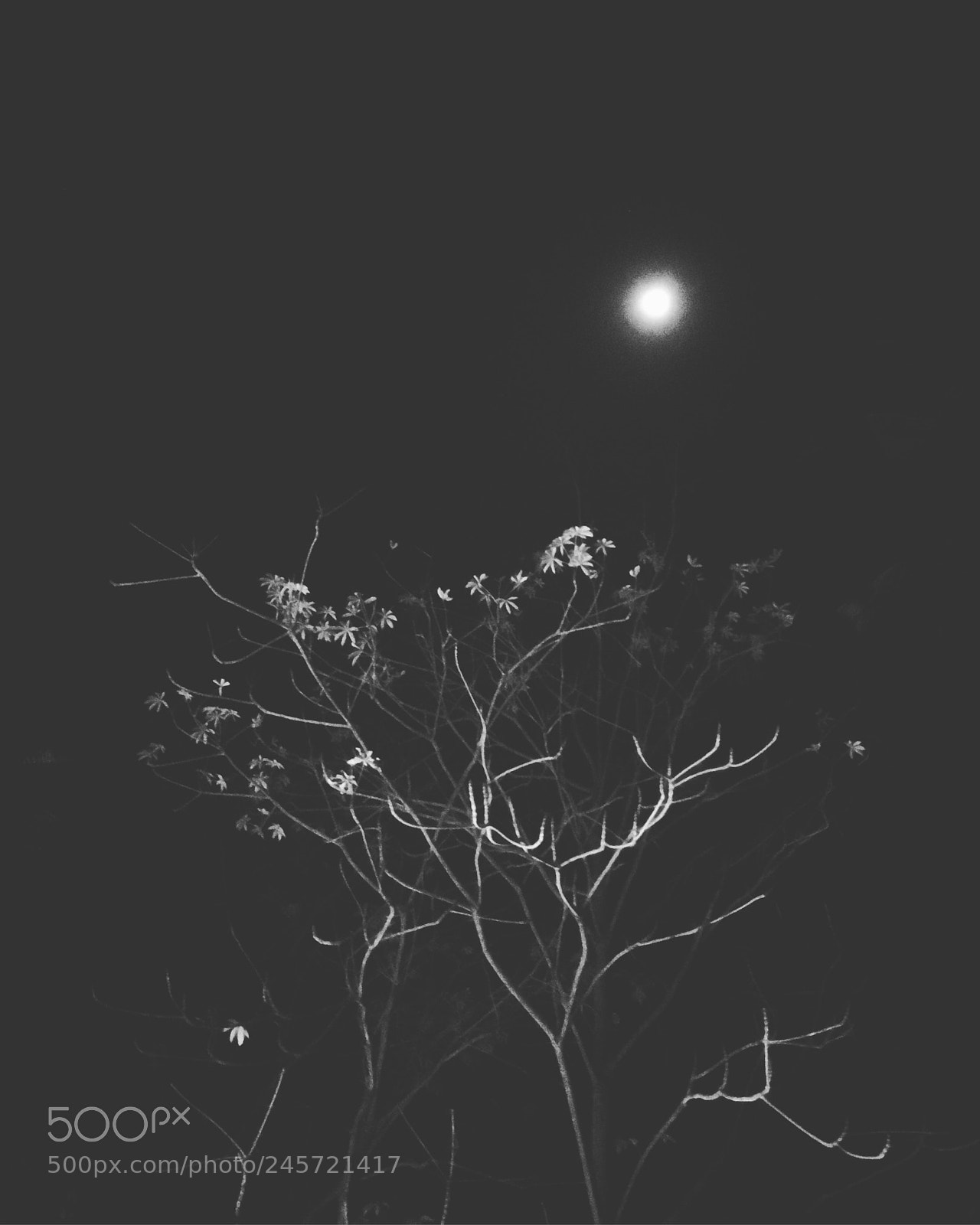 Apple iPhone 6s sample photo. Moonlit photography