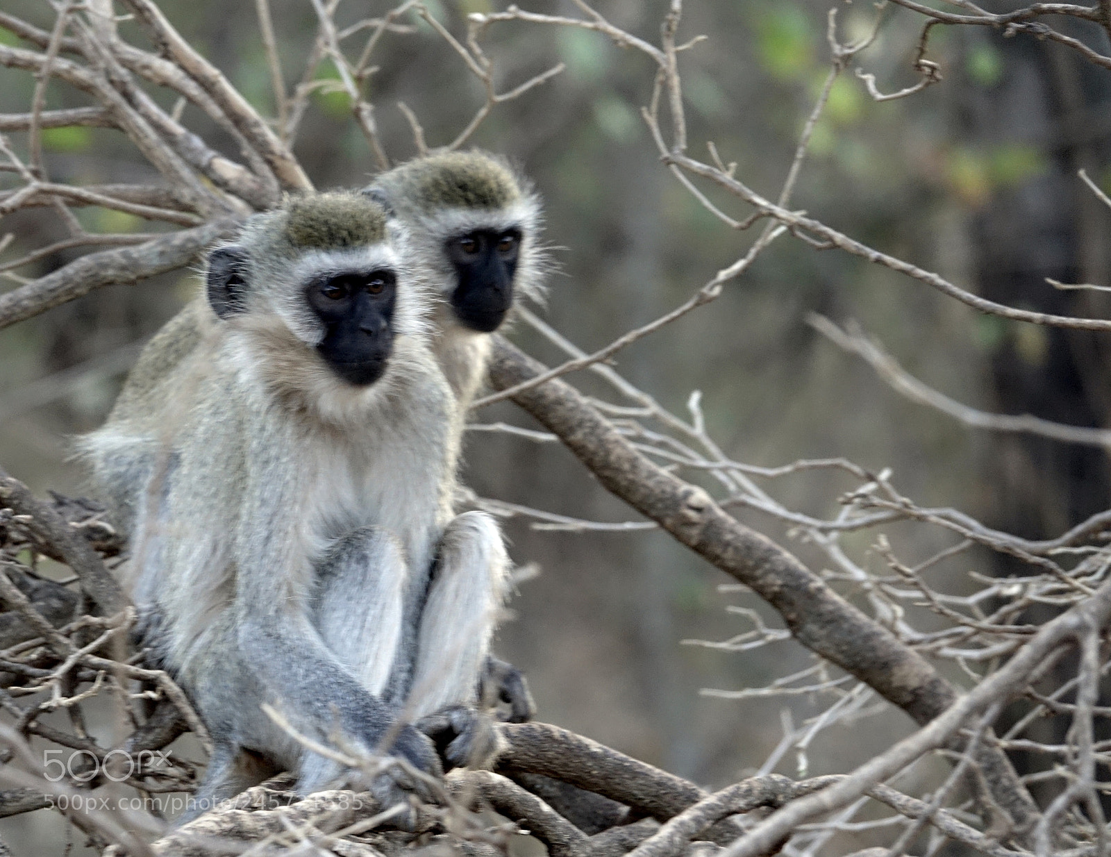 Sony Cyber-shot DSC-RX10 III sample photo. Contemplative monkeys photography