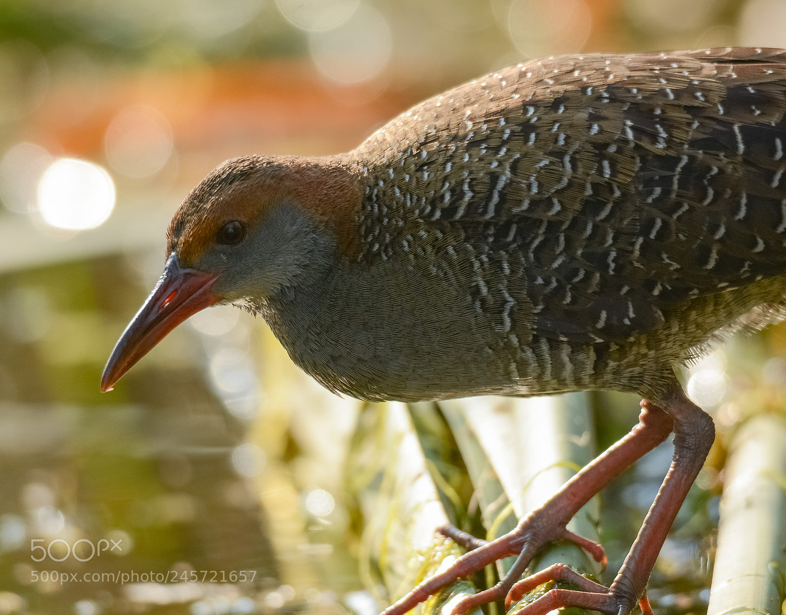 Nikon D7100 sample photo. Slaty breasted rail photography