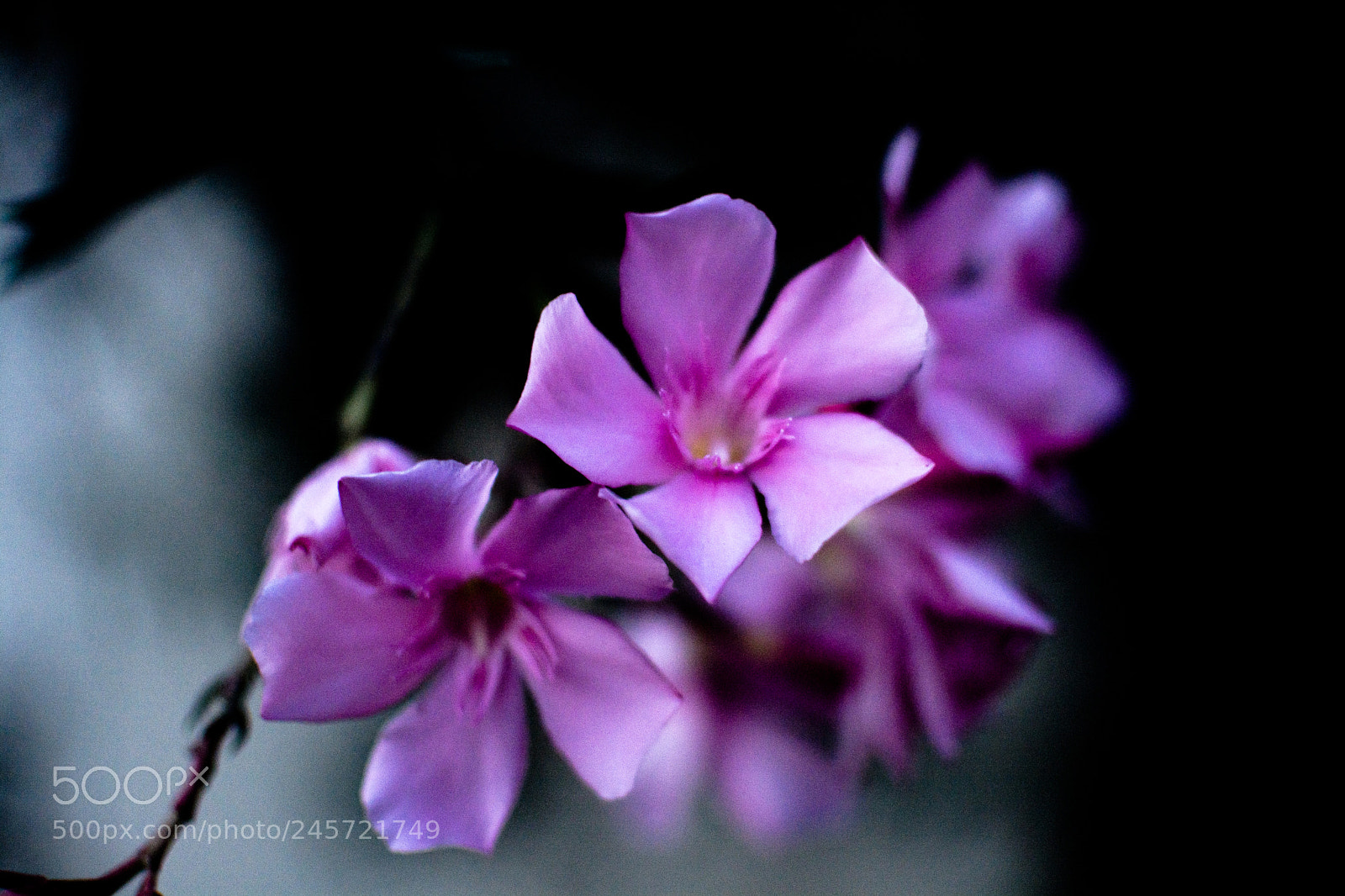 Nikon D7100 sample photo. Floral photography