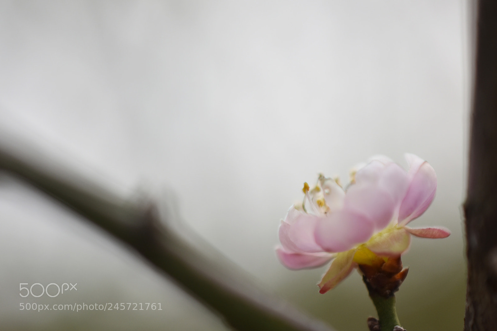 Nikon D7200 sample photo. Sheepishly photography