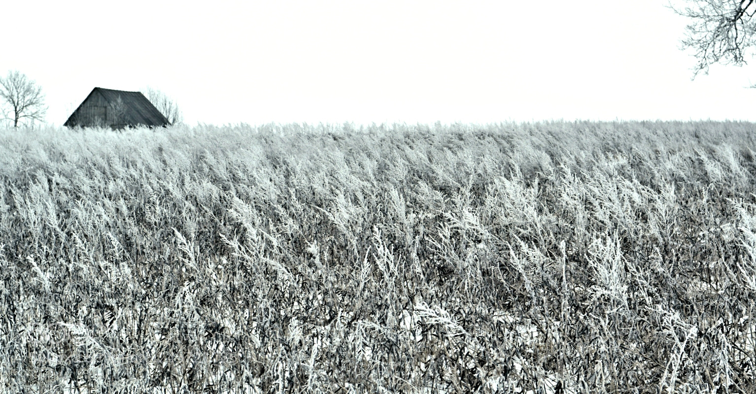 Nikon D5600 sample photo. Frost photography