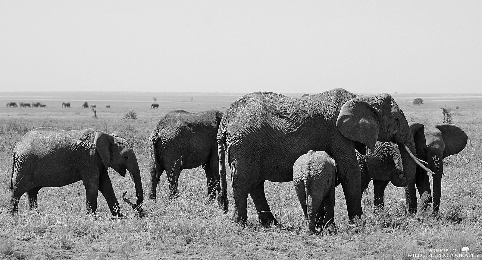 Sony Alpha DSLR-A350 sample photo. Elephant`s photography