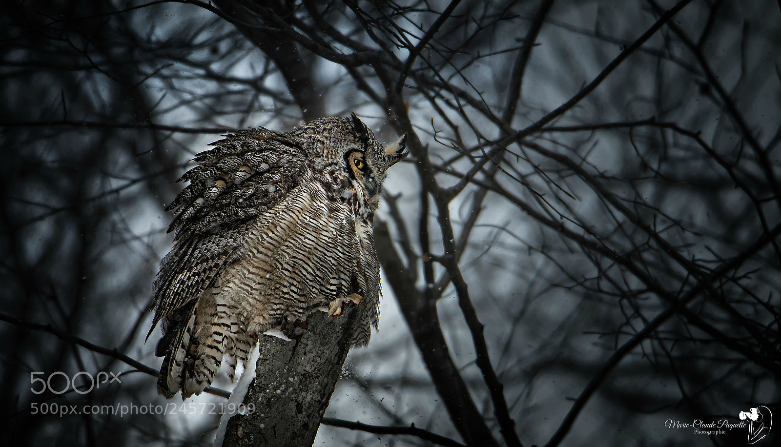 Nikon D500 sample photo. Grand-duc photography