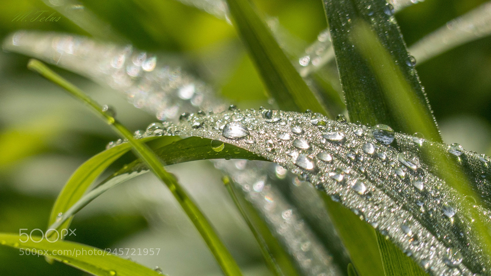 Panasonic Lumix DMC-FZ200 sample photo. Gramy w zielone photography