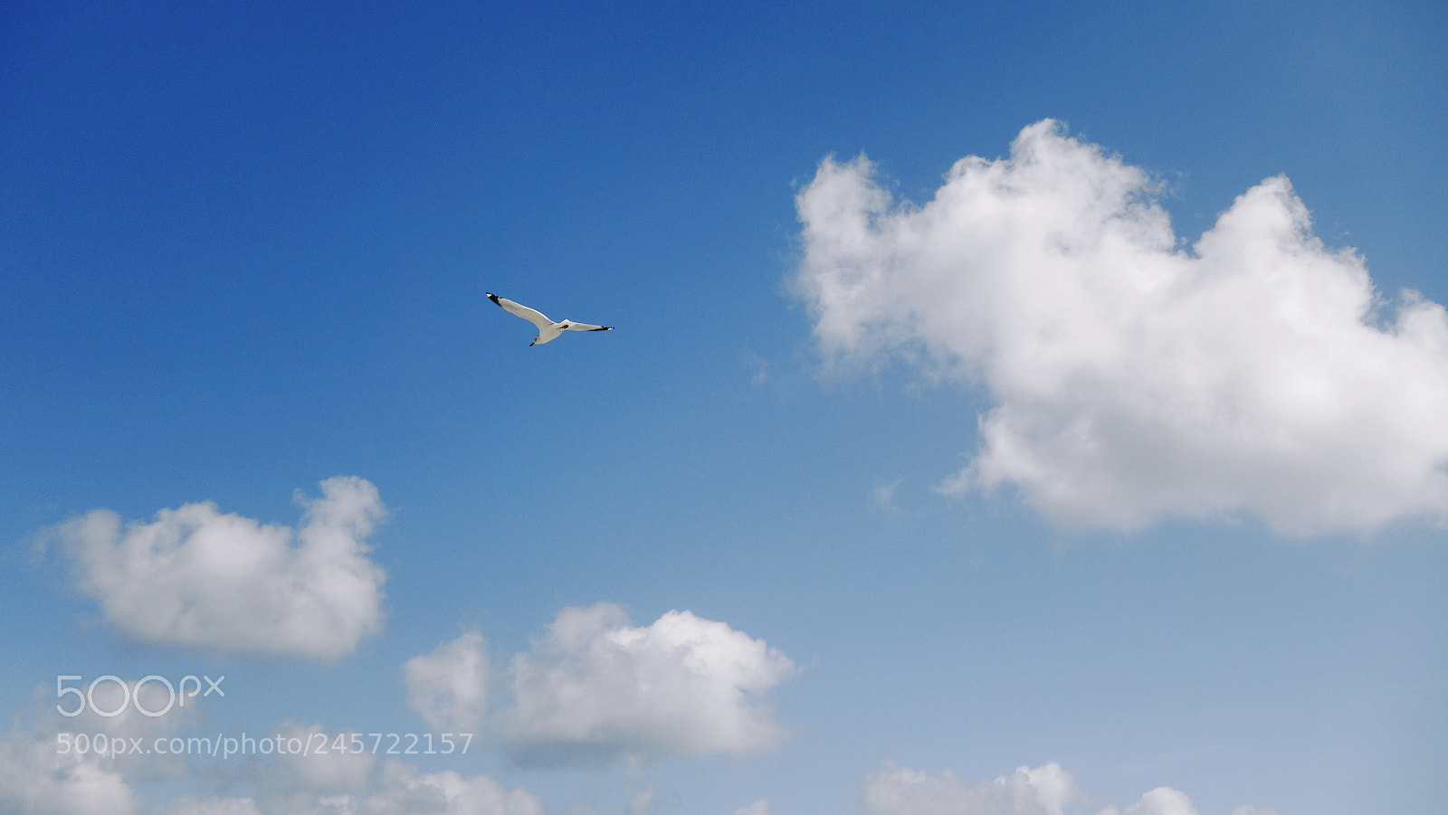 Sony Cyber-shot DSC-RX100 II sample photo. Graceful flight photography