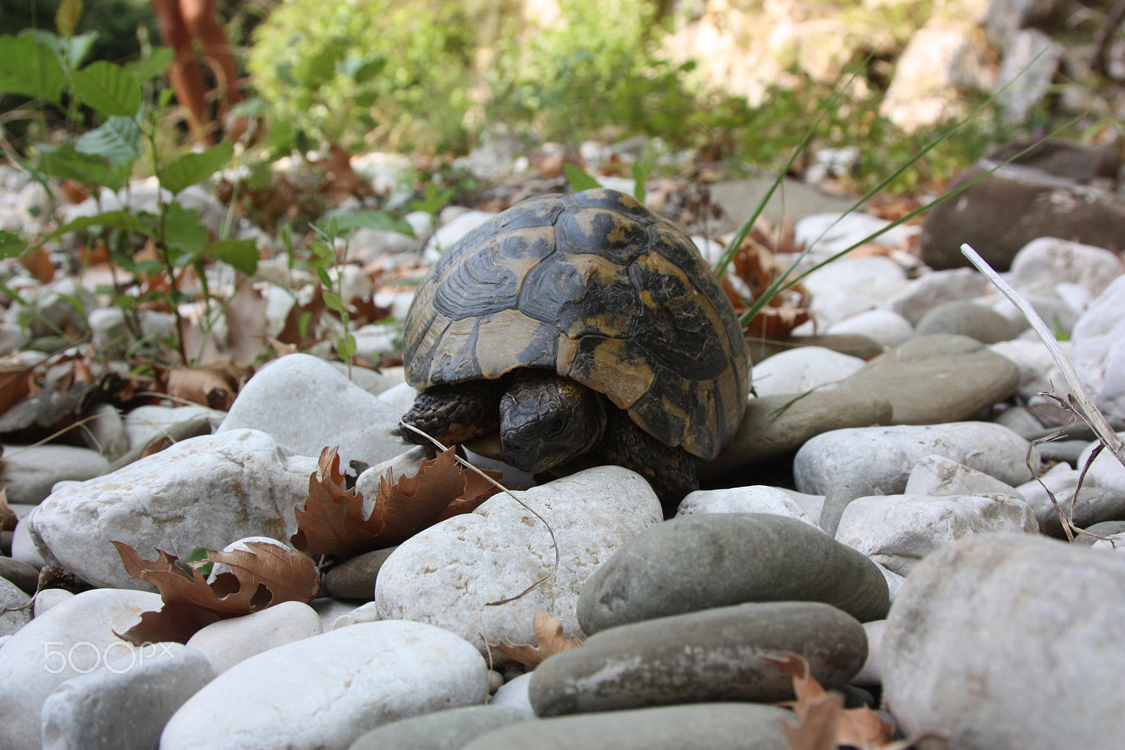 Canon EOS 450D (EOS Rebel XSi / EOS Kiss X2) + Canon EF 24-105mm F4L IS USM sample photo. Turtle's courage photography