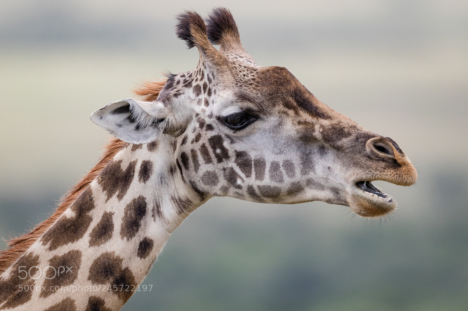 Canon EOS 7D Mark II sample photo. Mara giraffe photography