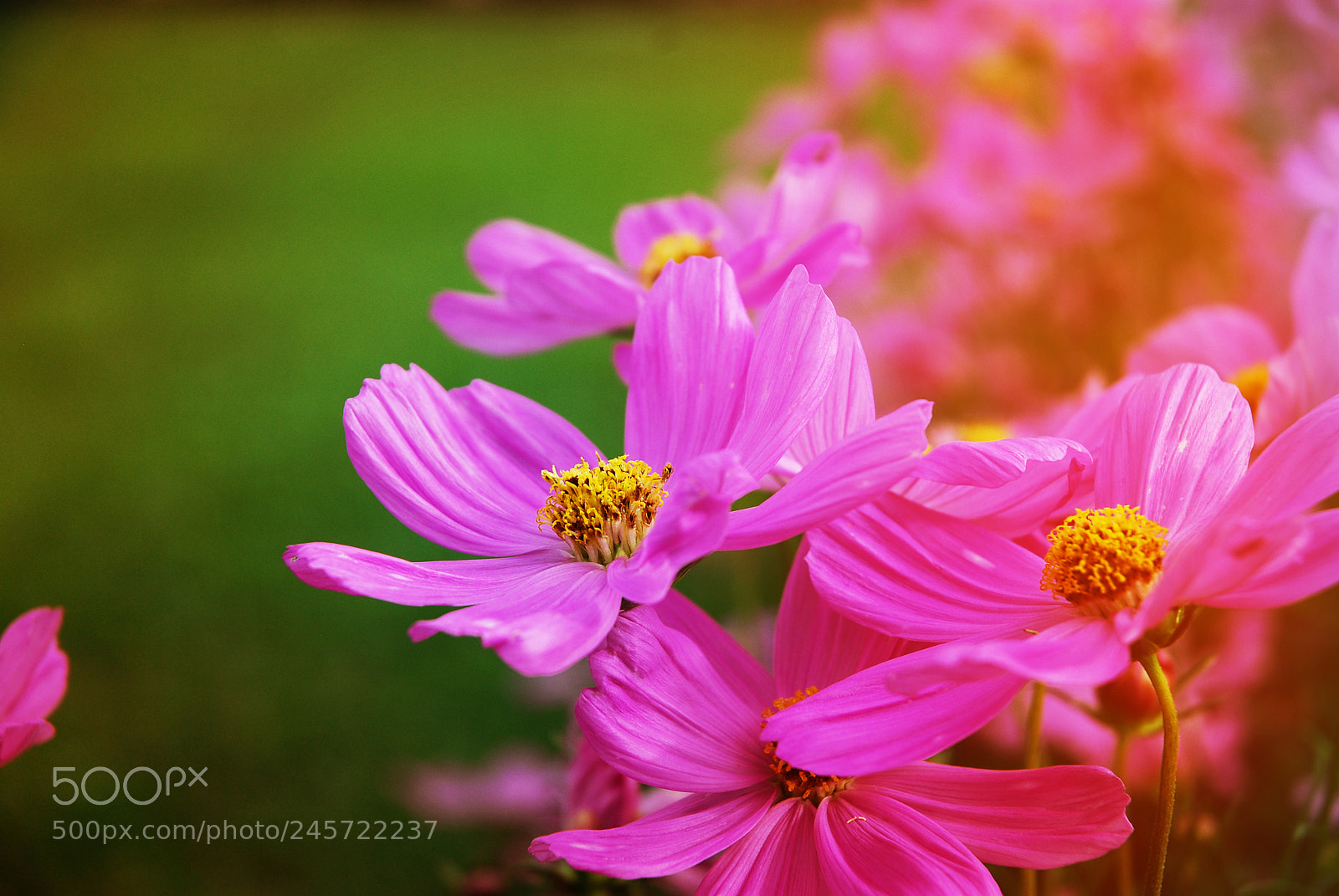Nikon D80 sample photo. Dsc photography