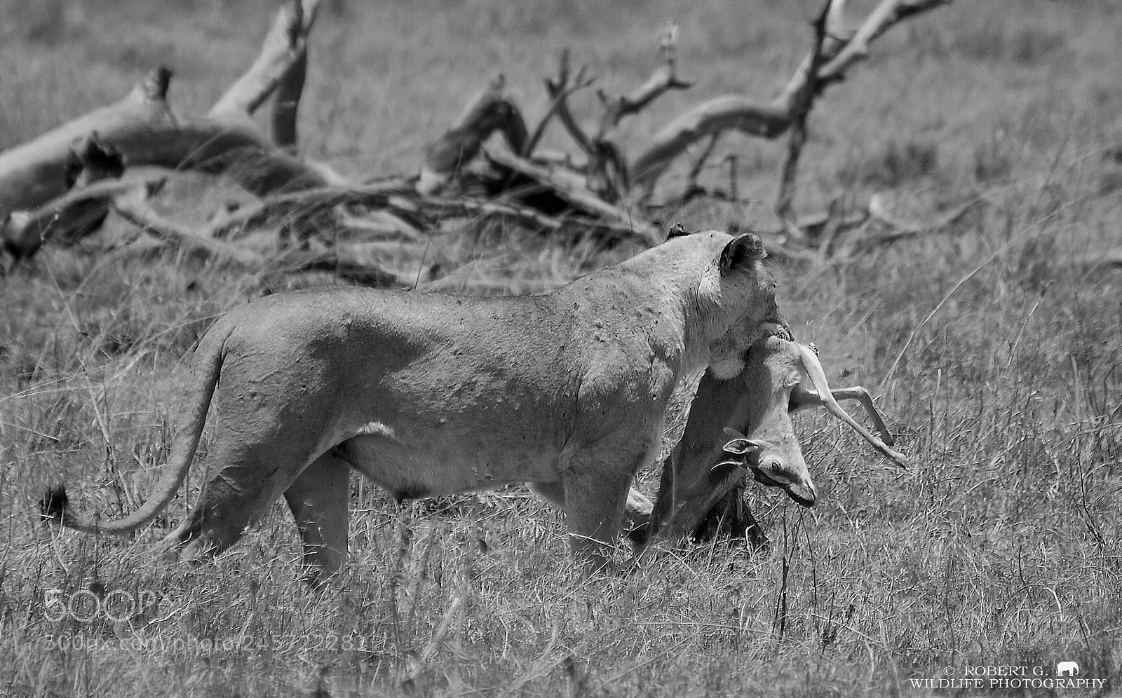 Sony Alpha DSLR-A350 sample photo. Lion with prey photography