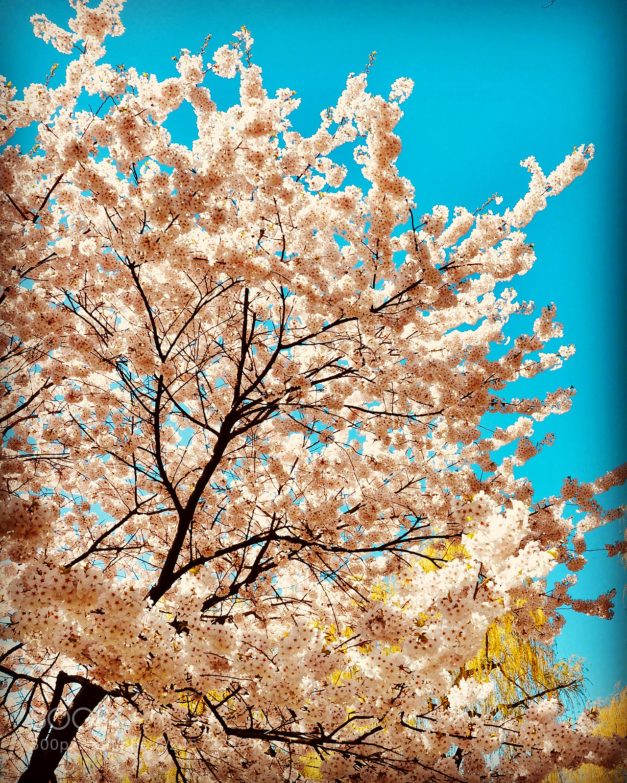 Nikon D90 sample photo. Cherry blossom photography