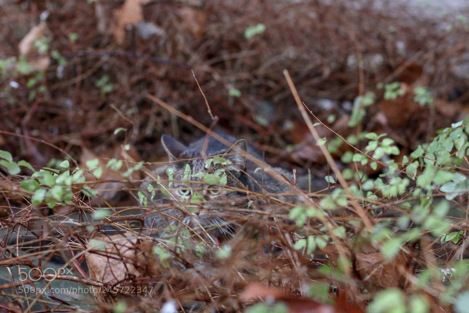 Canon EOS M6 sample photo. Cat stalking photography