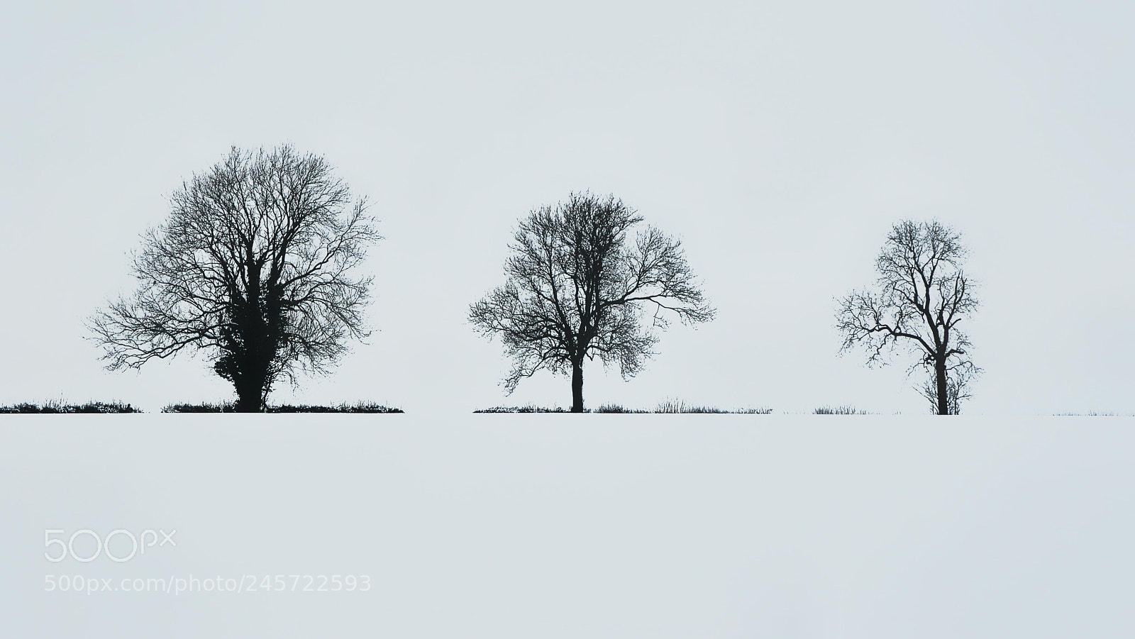 Nikon D3000 sample photo. Three trees in the photography