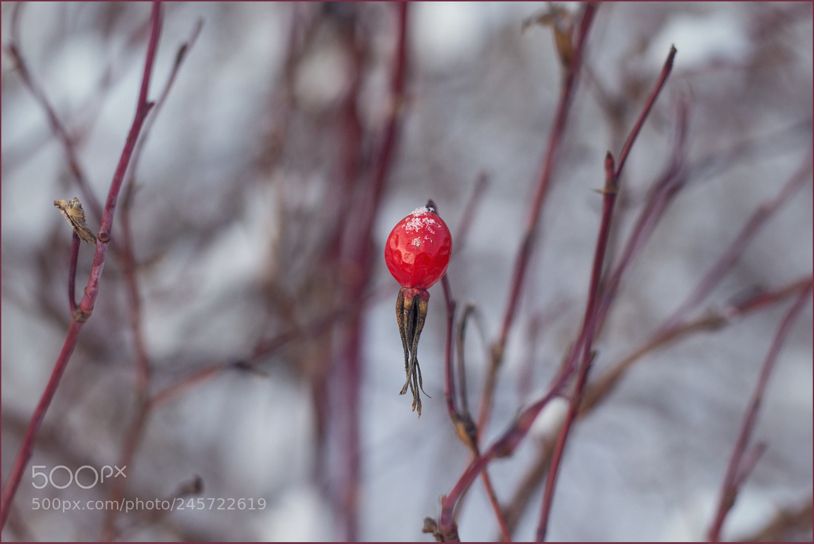 Canon EOS 700D (EOS Rebel T5i / EOS Kiss X7i) sample photo. Wintertime photography