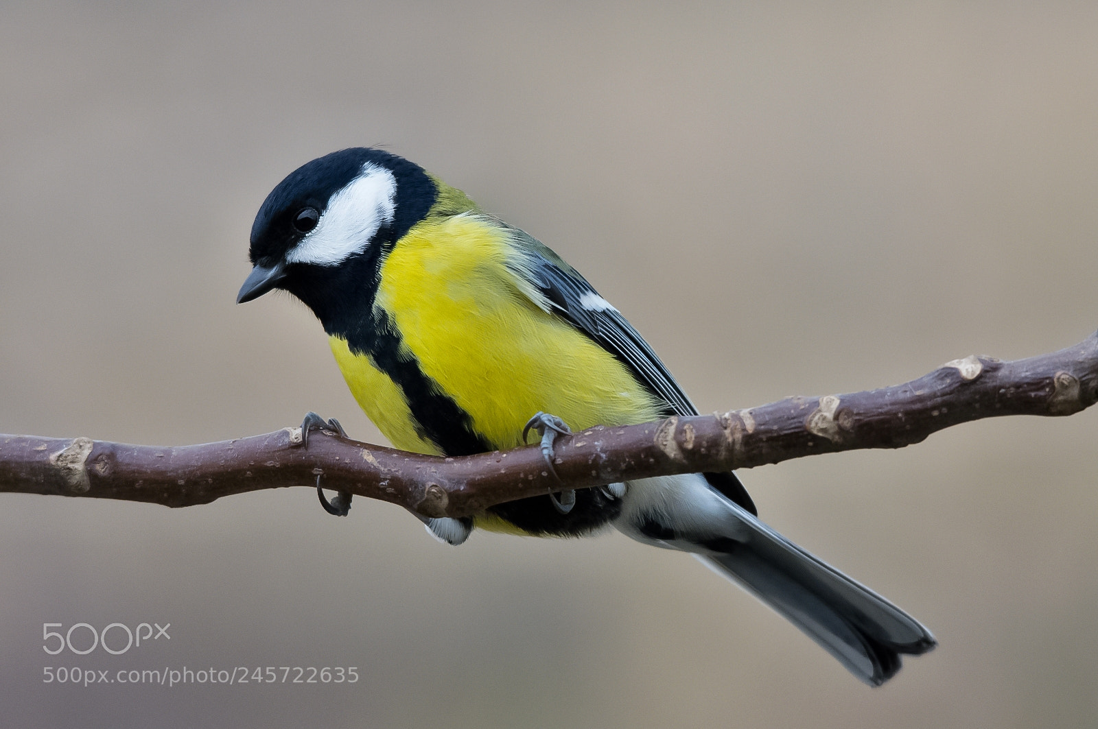 Nikon D7200 sample photo. Great tit photography