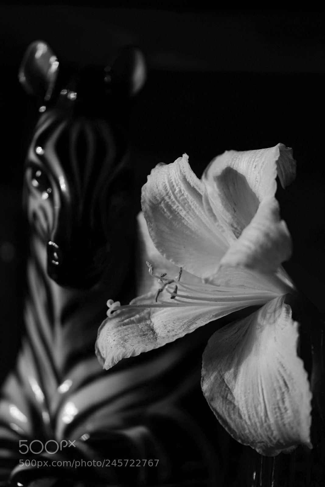 Nikon D800 sample photo. Black and white photography