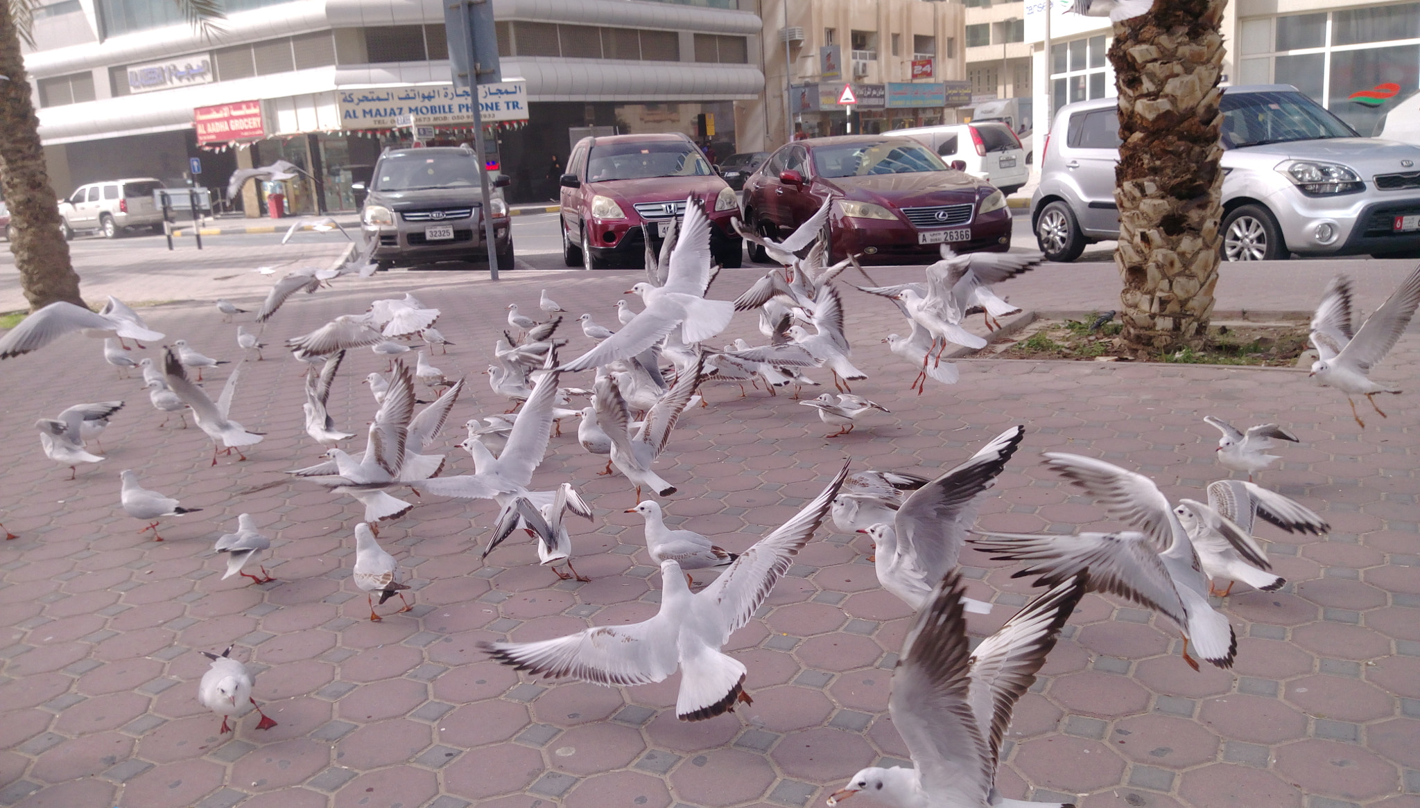 HTC DESIRE 828 DUAL SIM sample photo. النورس ❤❤❤ photography