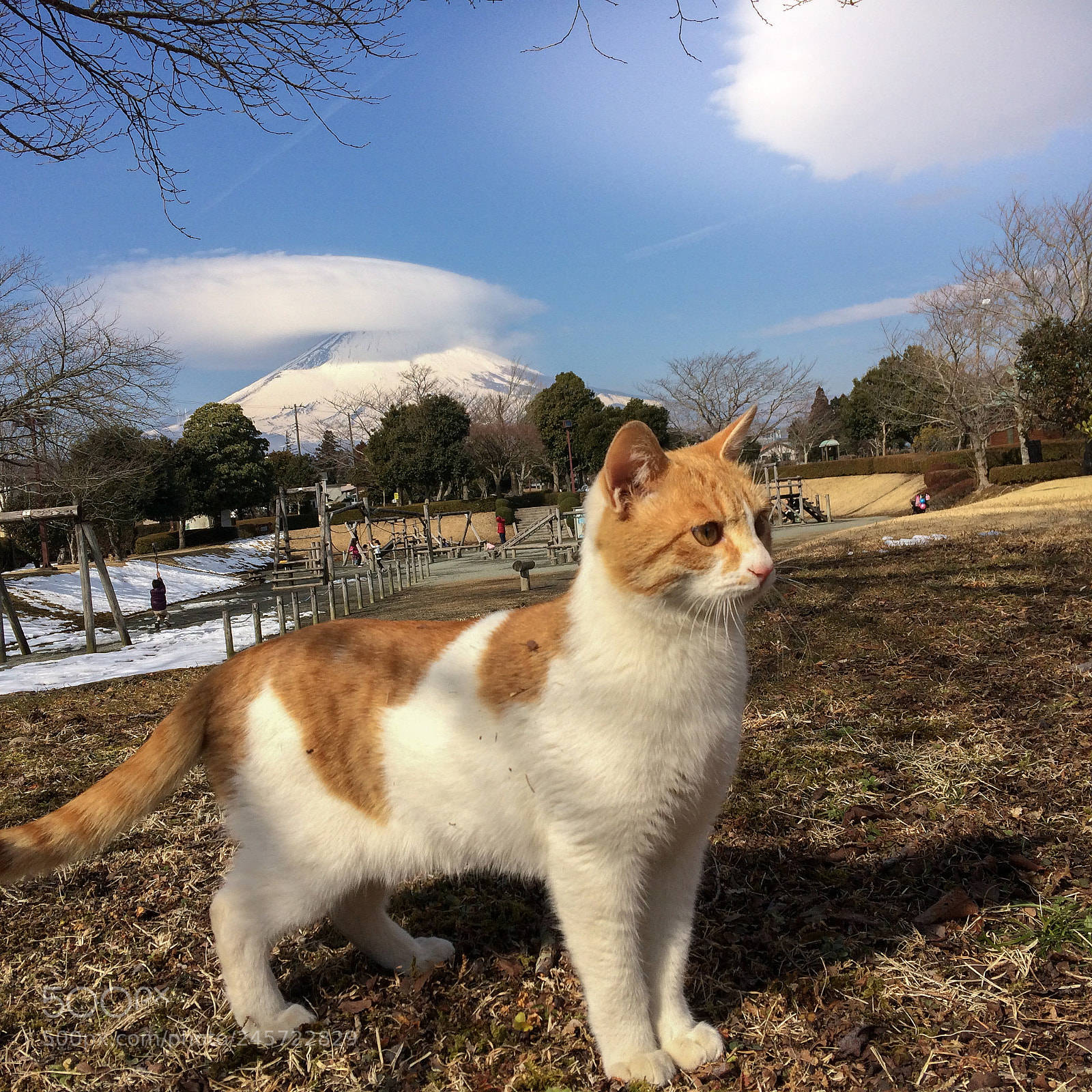 Apple iPhone 5s sample photo. Cat photography