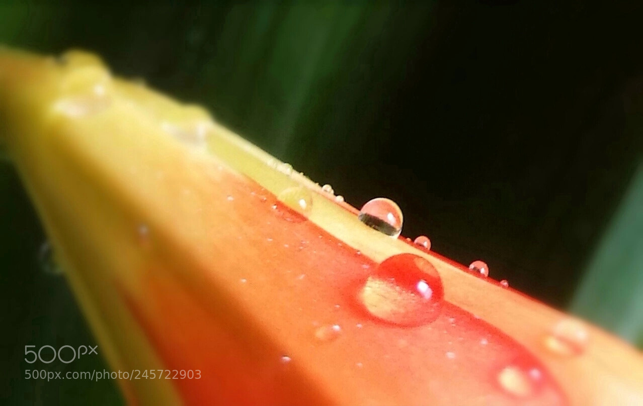 HUAWEI P9 sample photo. Untitled photography