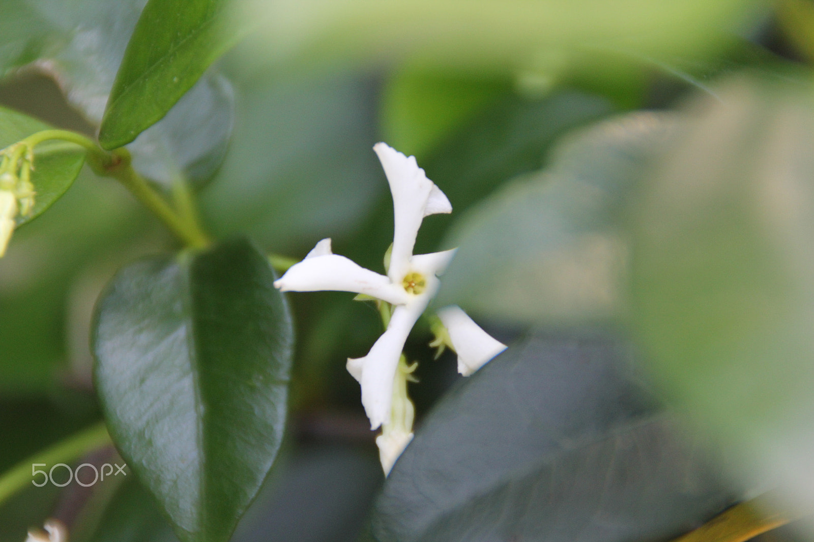Canon EOS 60D sample photo. Img photography