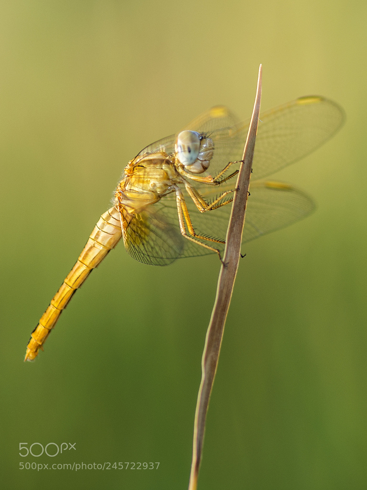 Nikon D7200 sample photo. Dragonfly photography