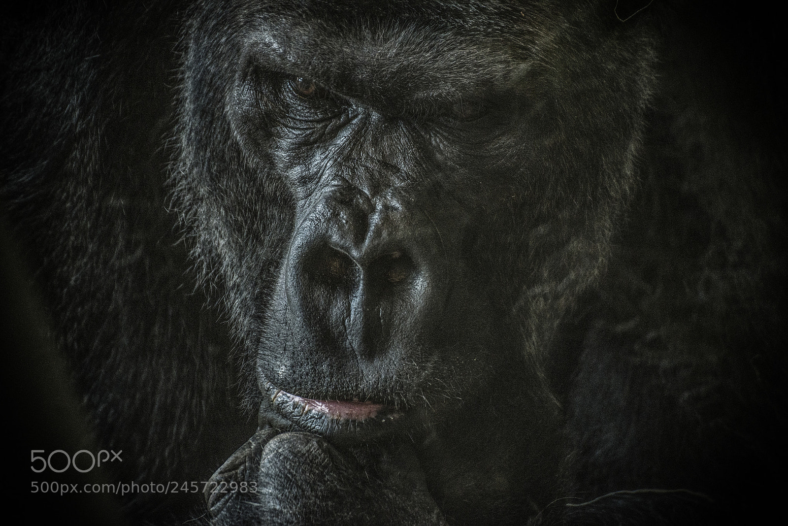 Nikon D610 sample photo. Gorilla photography