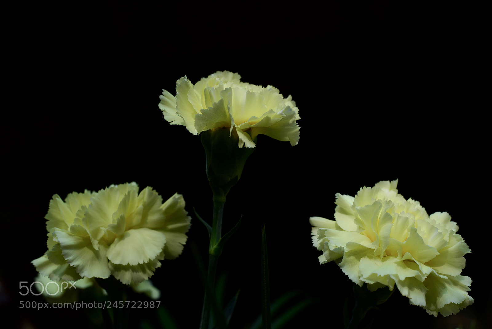 Nikon D800 sample photo. Three soft cloves photography