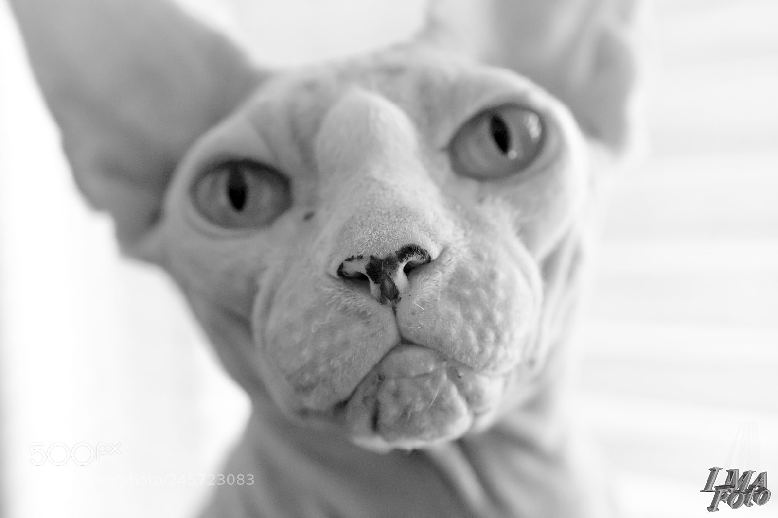 Nikon D500 sample photo. Tuva photography