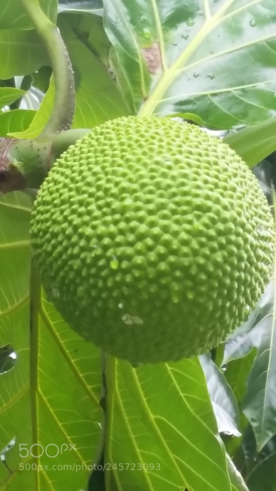 Samsung Galaxy Grand Prime sample photo. Breadfruit photography
