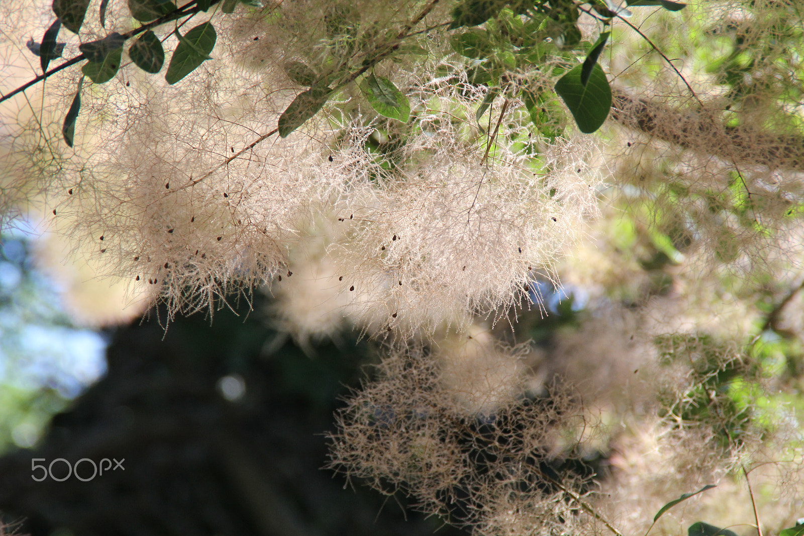 Canon EOS 60D sample photo. Img photography