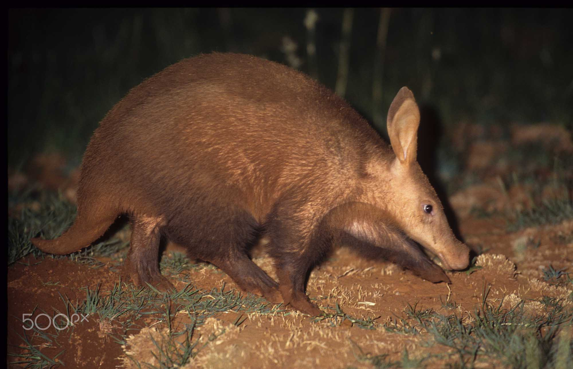 Aardvark Erdvark Orycteropus afer II