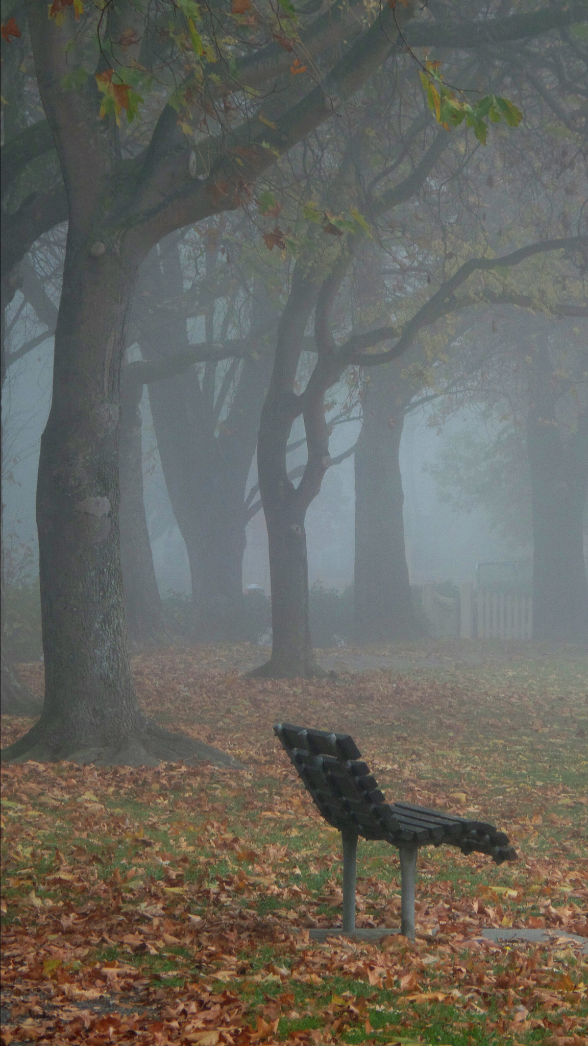 Samsung Galaxy S4 Zoom sample photo. Autumn mist park scene photography