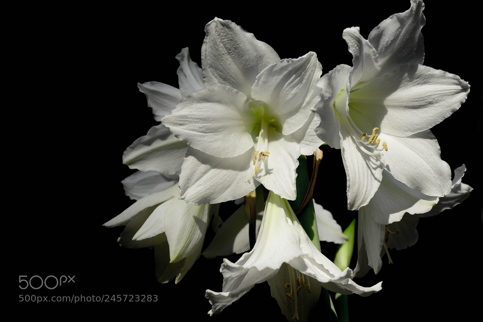 Nikon D800 sample photo. Amaryllis photography