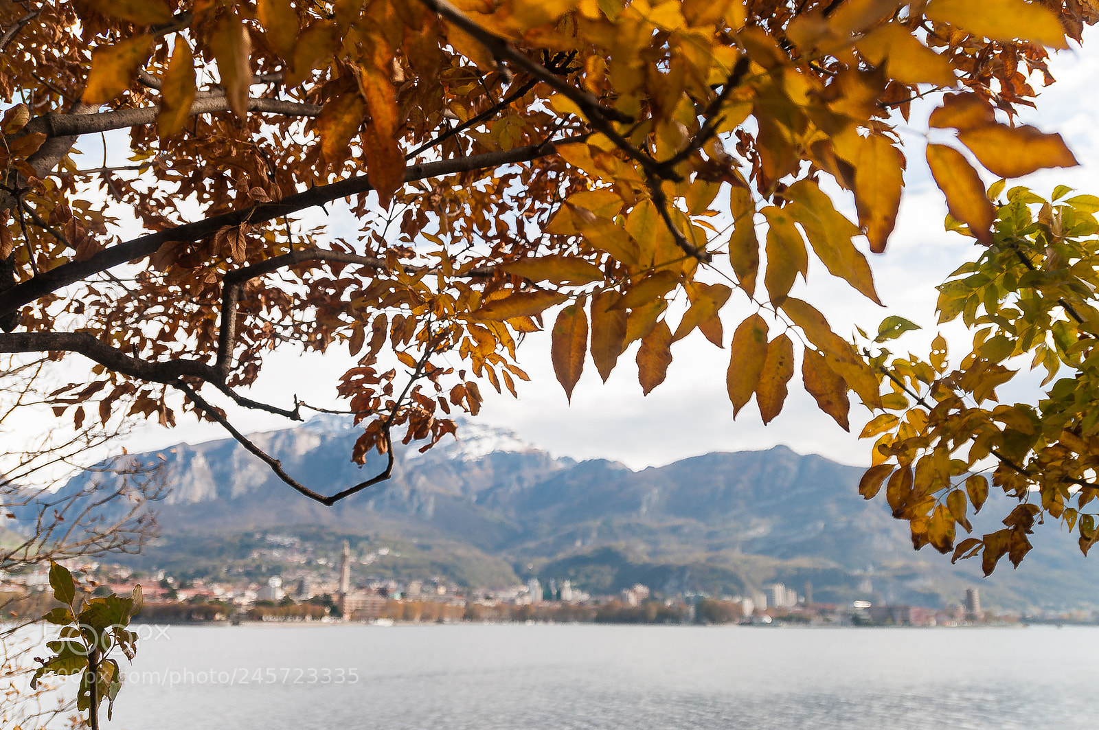 Nikon D5000 sample photo. Como tra gli alberi photography