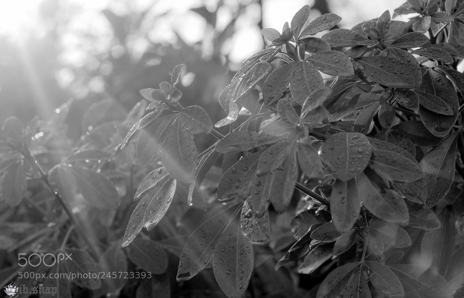 Nikon D3200 sample photo. Nature care photography